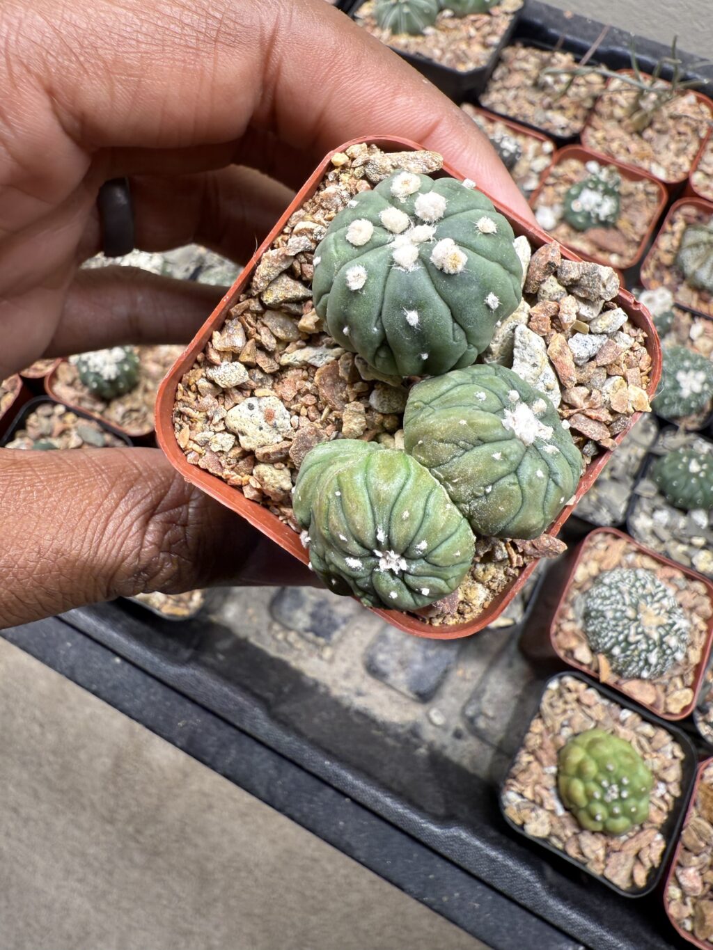 Astrophytum asterias cv. Kikko Lizard Skin Bundle - Image 3