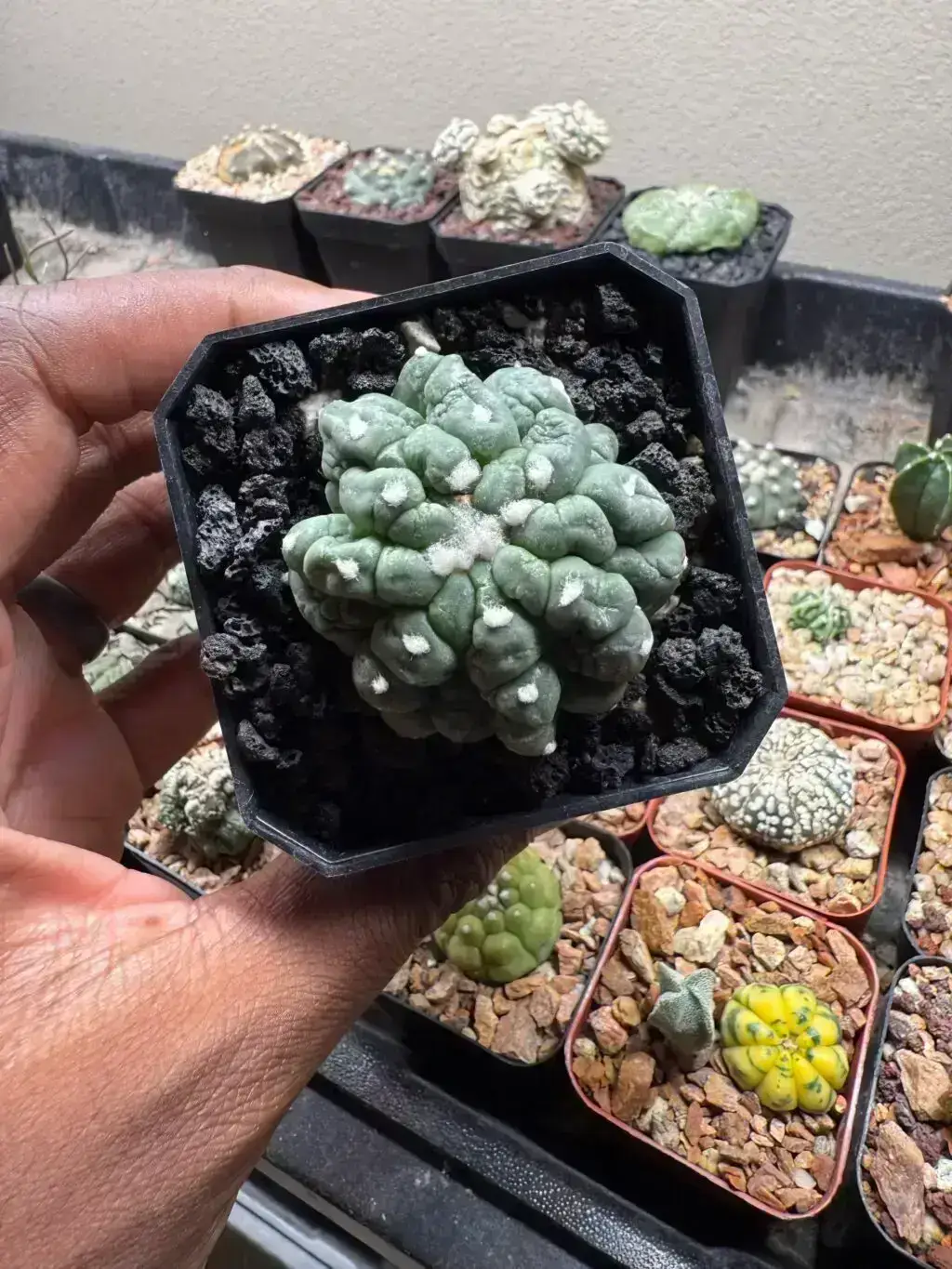 Astrophytum asterias cv. Kikko Lizard Skin Cristata - Image 3
