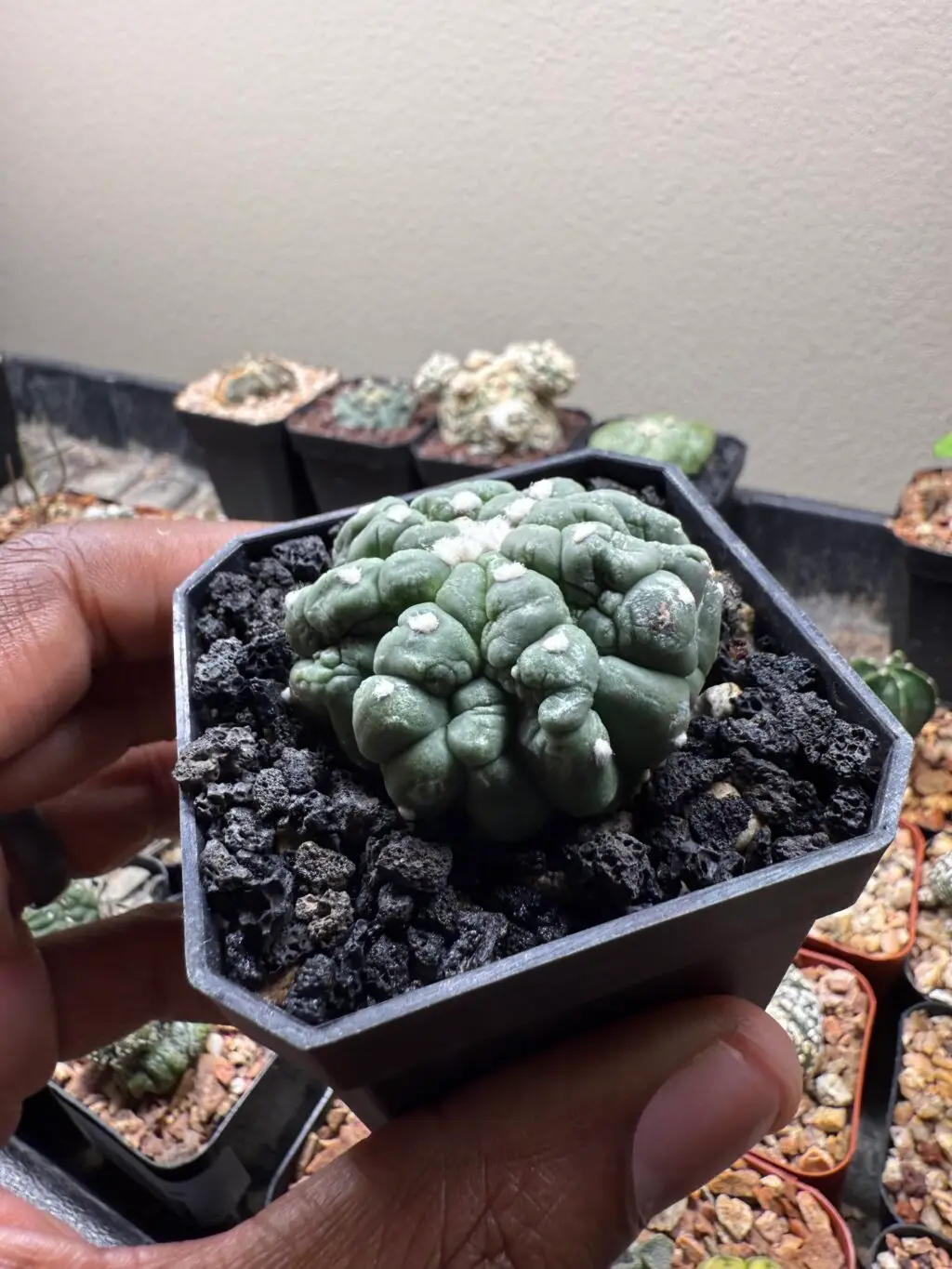 Astrophytum asterias cv. Kikko Lizard Skin Cristata - Image 2