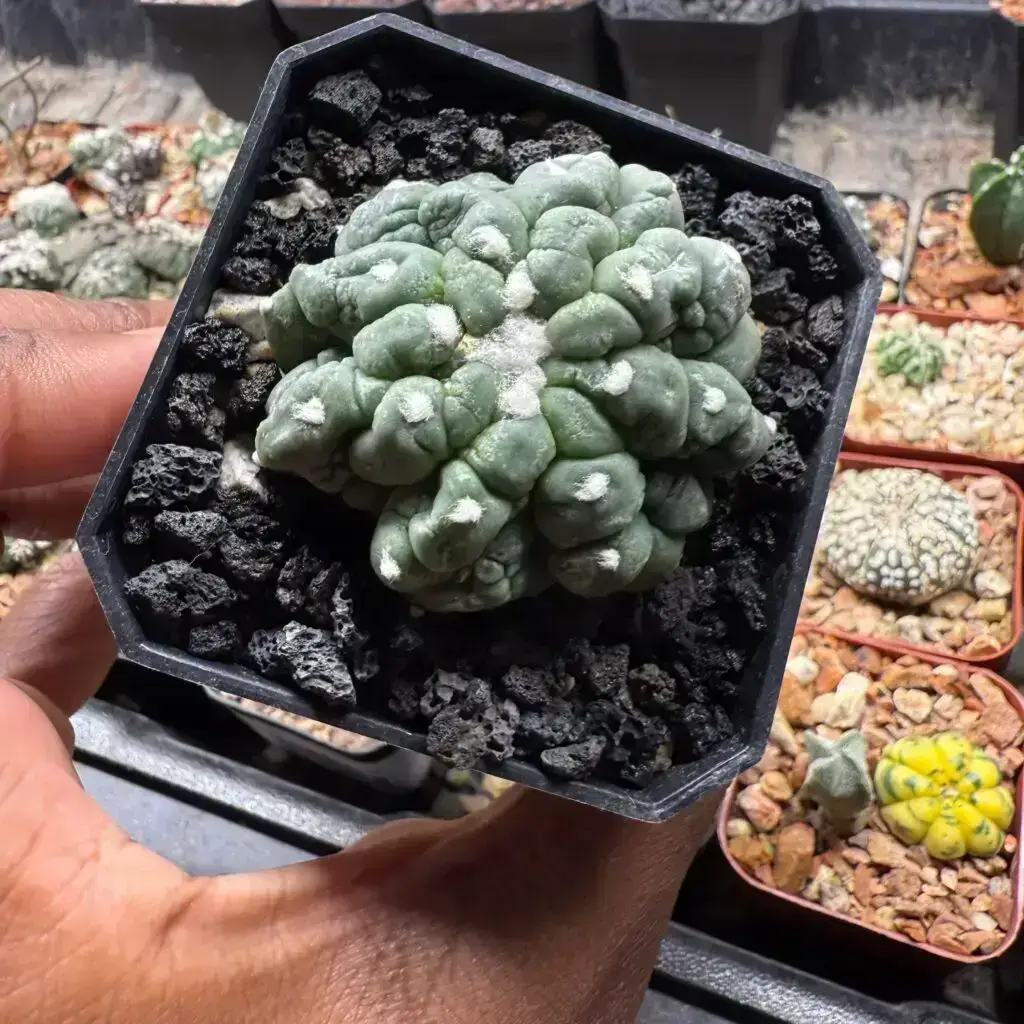 Astrophytum asterias cv. Kikko Lizard Skin Cristata