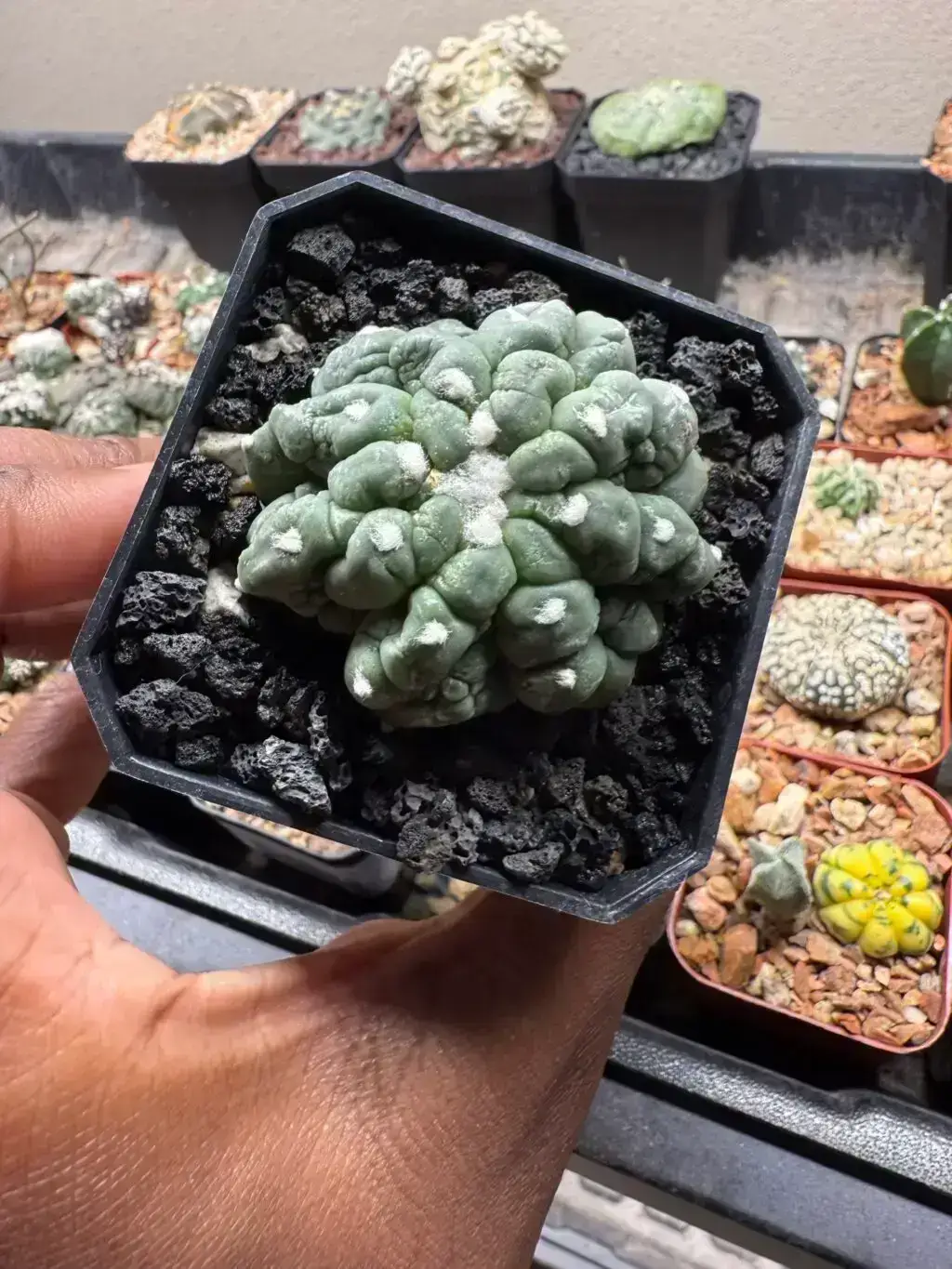 Astrophytum asterias cv. Kikko Lizard Skin Cristata