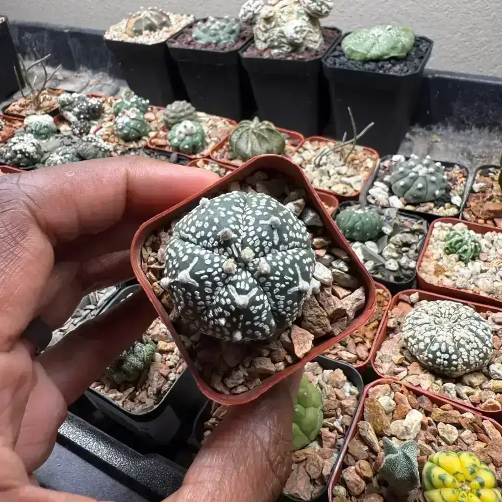 Astrophytum asterias cv. Superkabuto