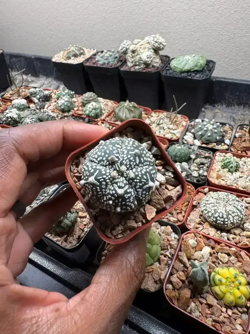 Astrophytum asterias cv. Superkabuto
