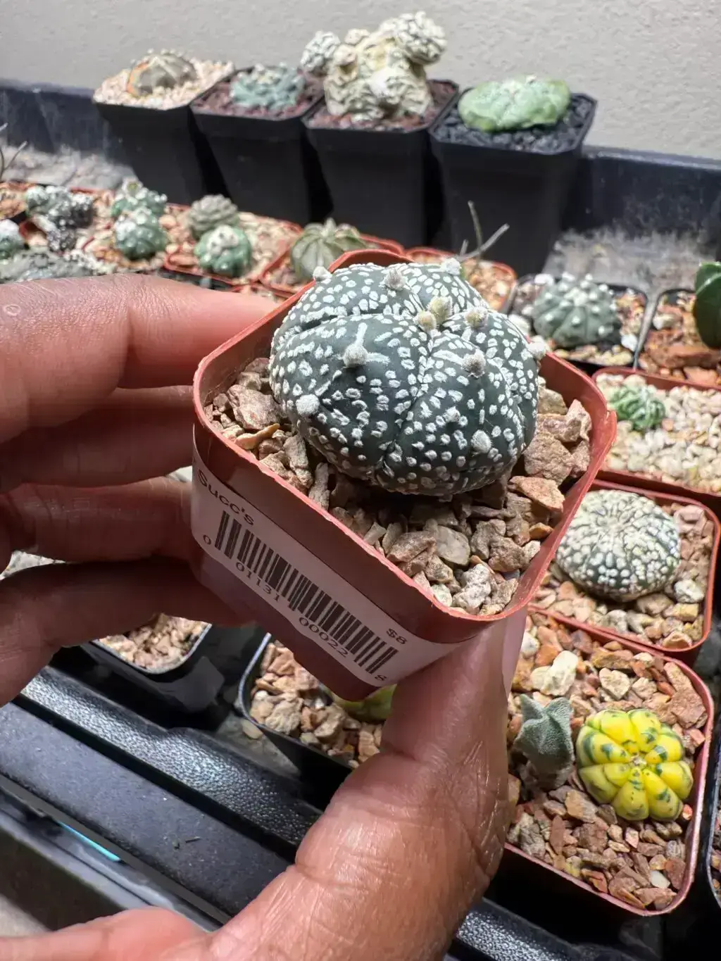 Astrophytum asterias cv. Superkabuto - Image 2