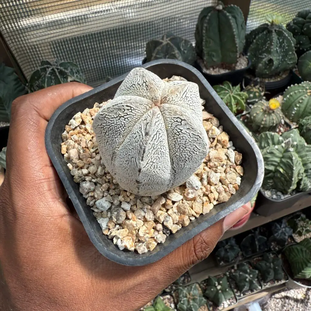 Astrophytum myriostigma cv. Onzuka