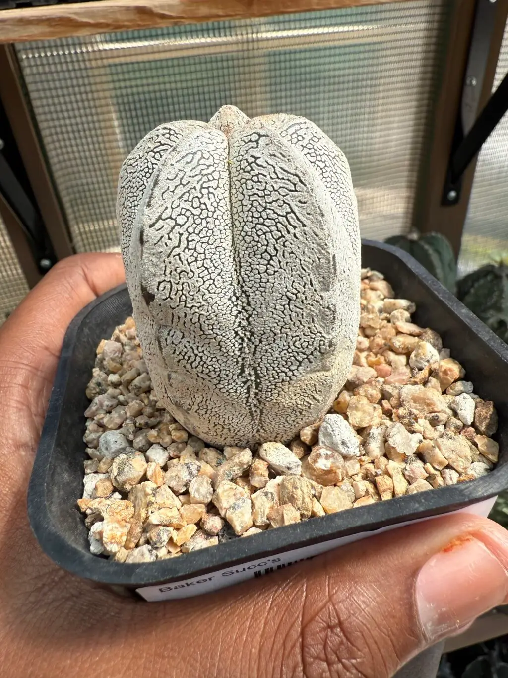 Astrophytum myriostigma cv. Onzuka - Image 2