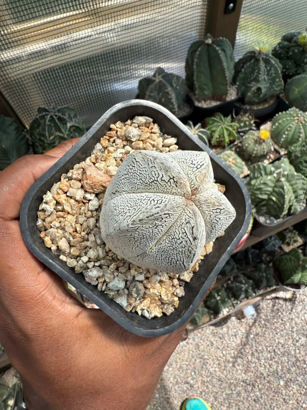 Astrophytum myriostigma cv. Onzuka - Image 3