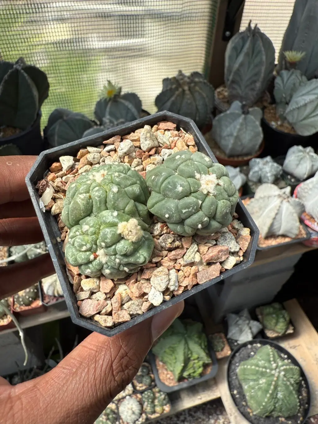 Astrophytum asterias cv. Kikko Lizard Skin Bundle - Image 3