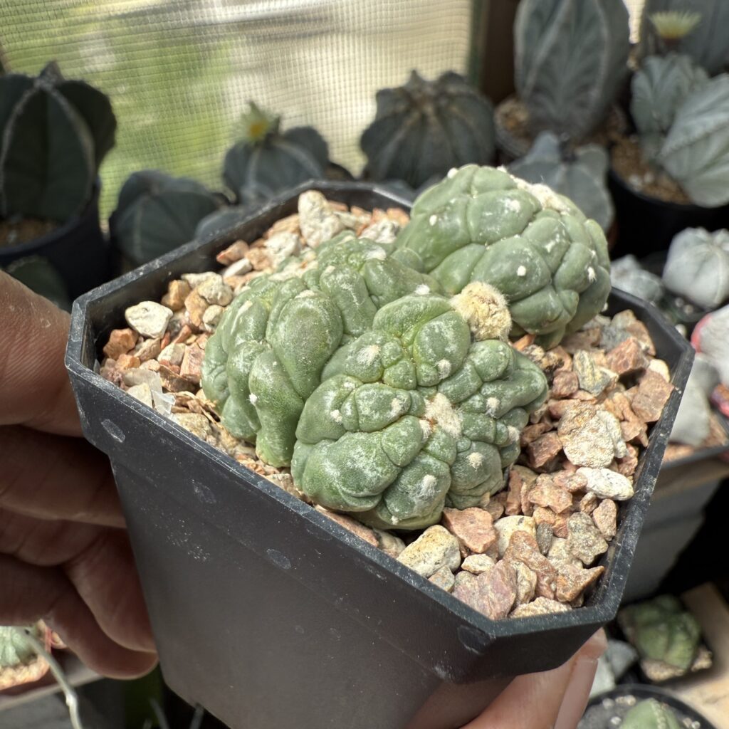 Astrophytum asterias cv. Kikko Lizard Skin Bundle