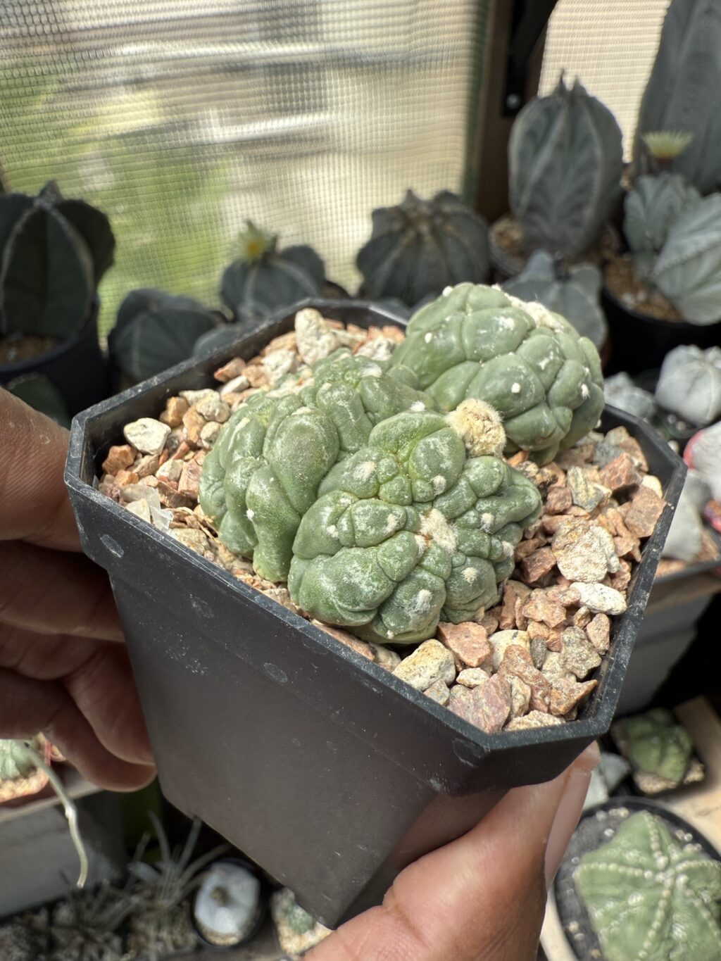 Astrophytum asterias cv. Kikko Lizard Skin Bundle