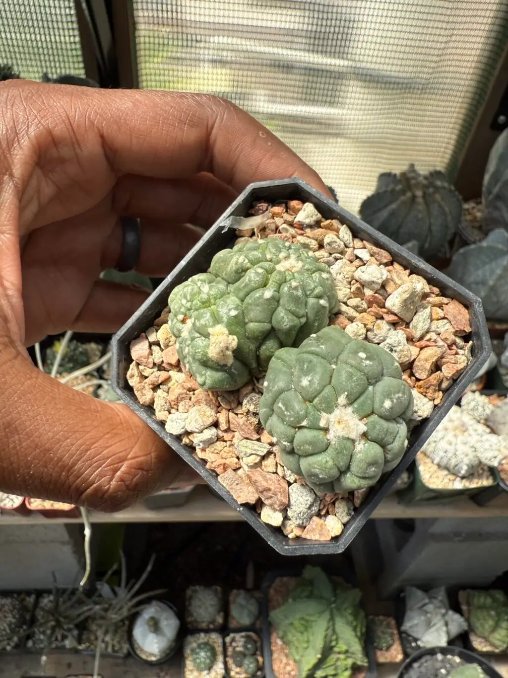 Astrophytum asterias cv. Kikko Lizard Skin Bundle - Image 2