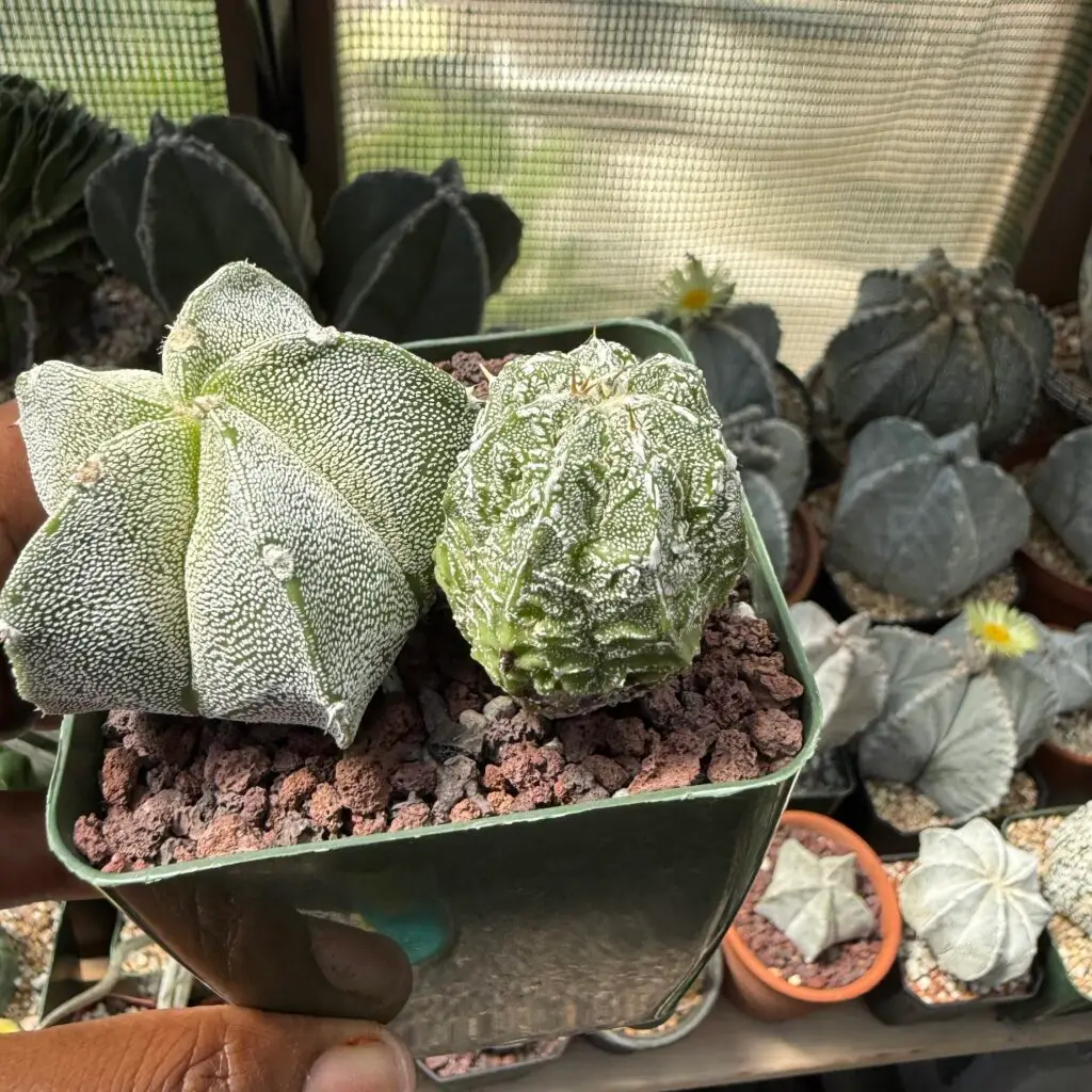 Astrophytum myriostigma Bundle
