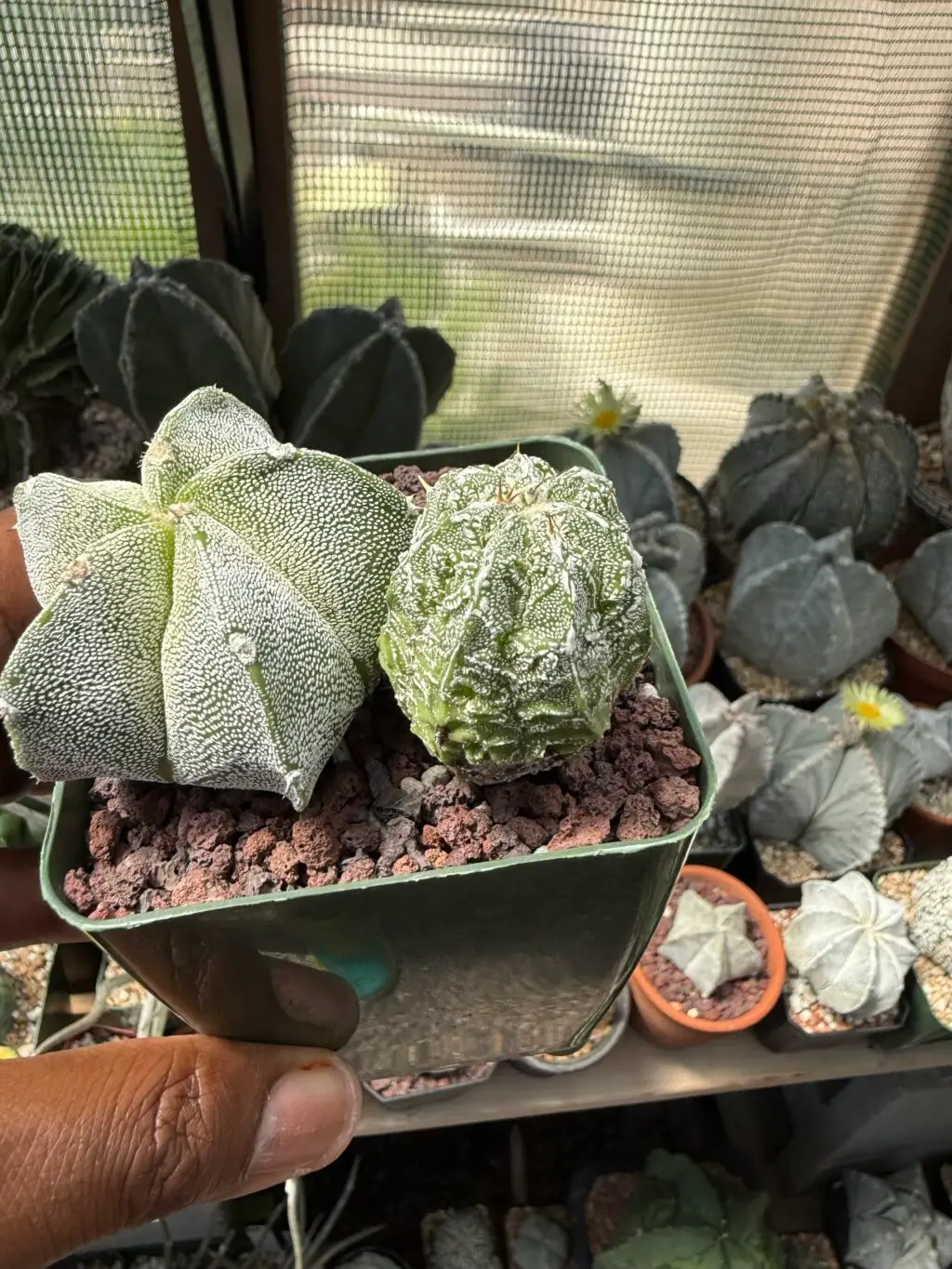 Astrophytum myriostigma Bundle