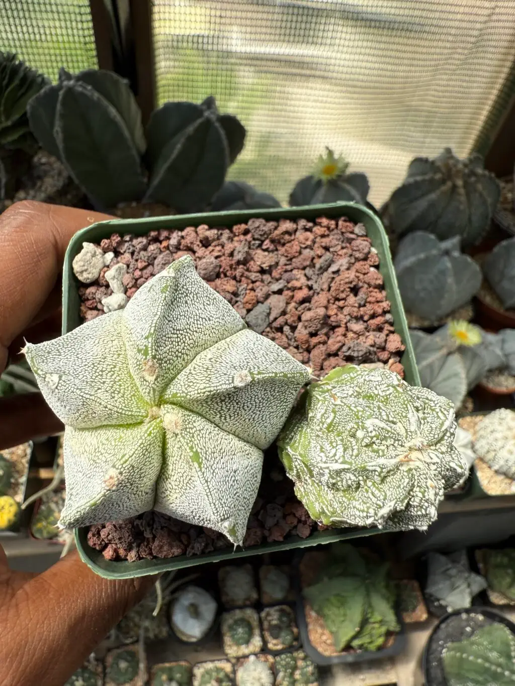 Astrophytum myriostigma Bundle - Image 2