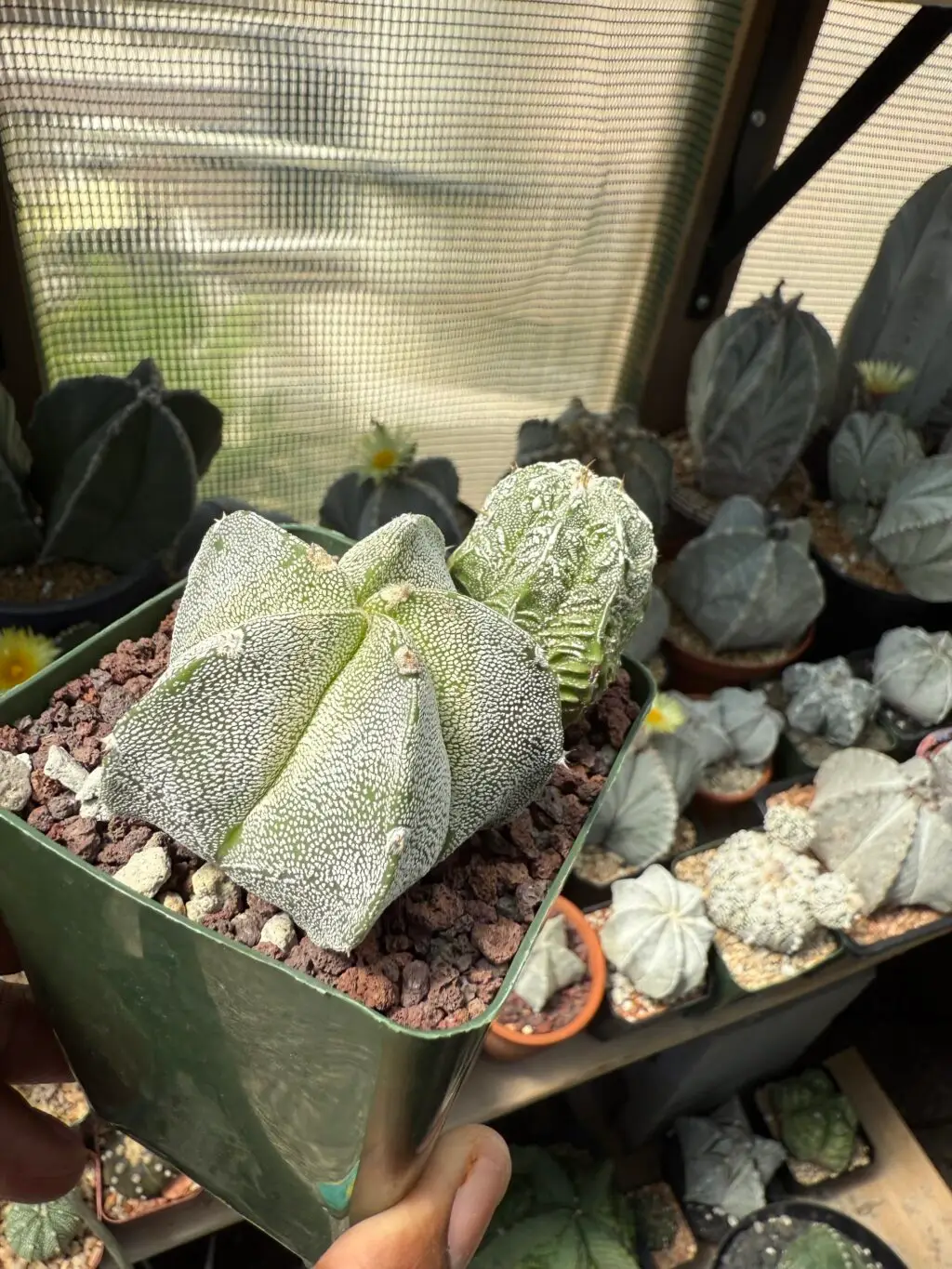 Astrophytum myriostigma Bundle - Image 3