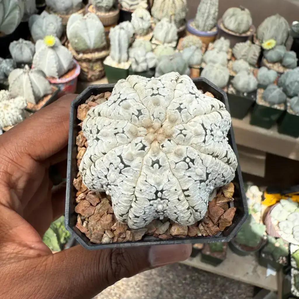 Astrophytum asterias cv. Superkabuto “Snow” Star Shape