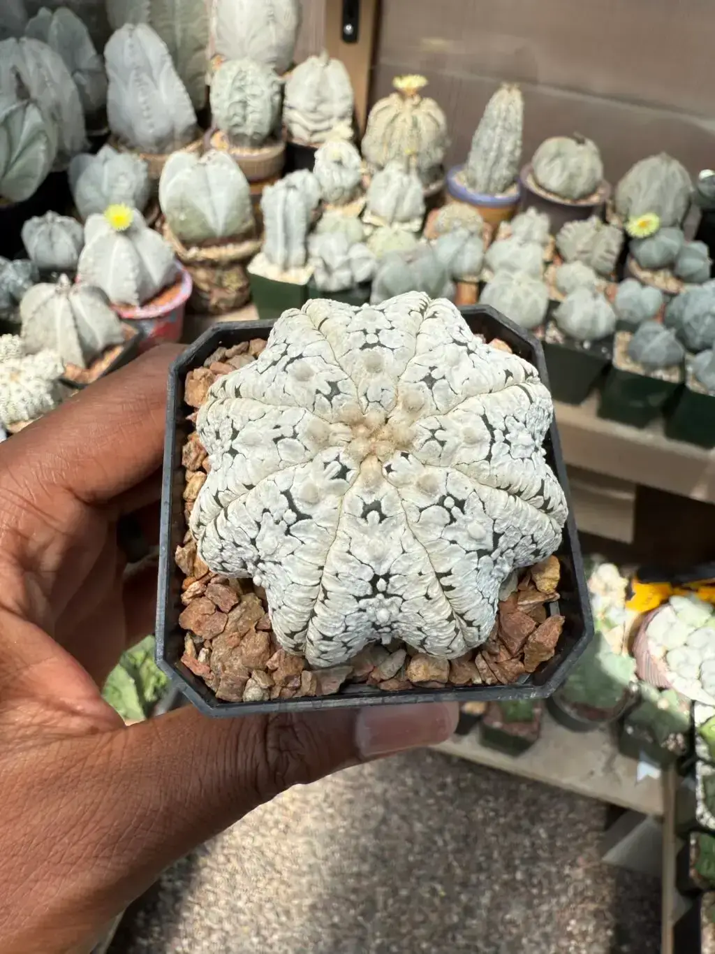 Astrophytum asterias cv. Superkabuto “Snow” Star Shape