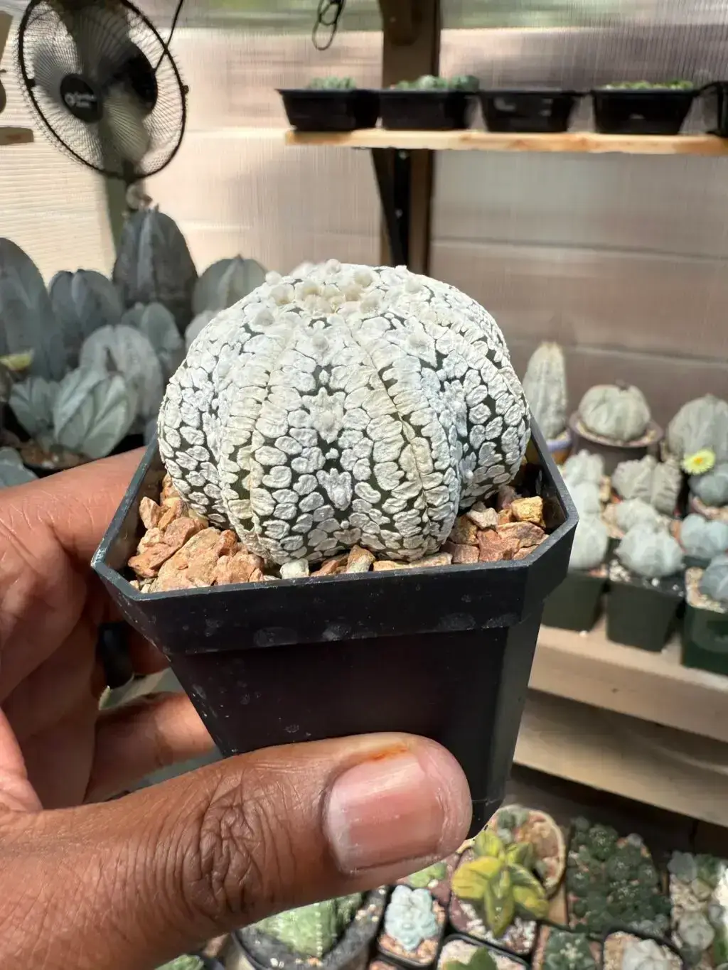 Astrophytum asterias cv. Superkabuto “Snow” Star Shape - Image 2