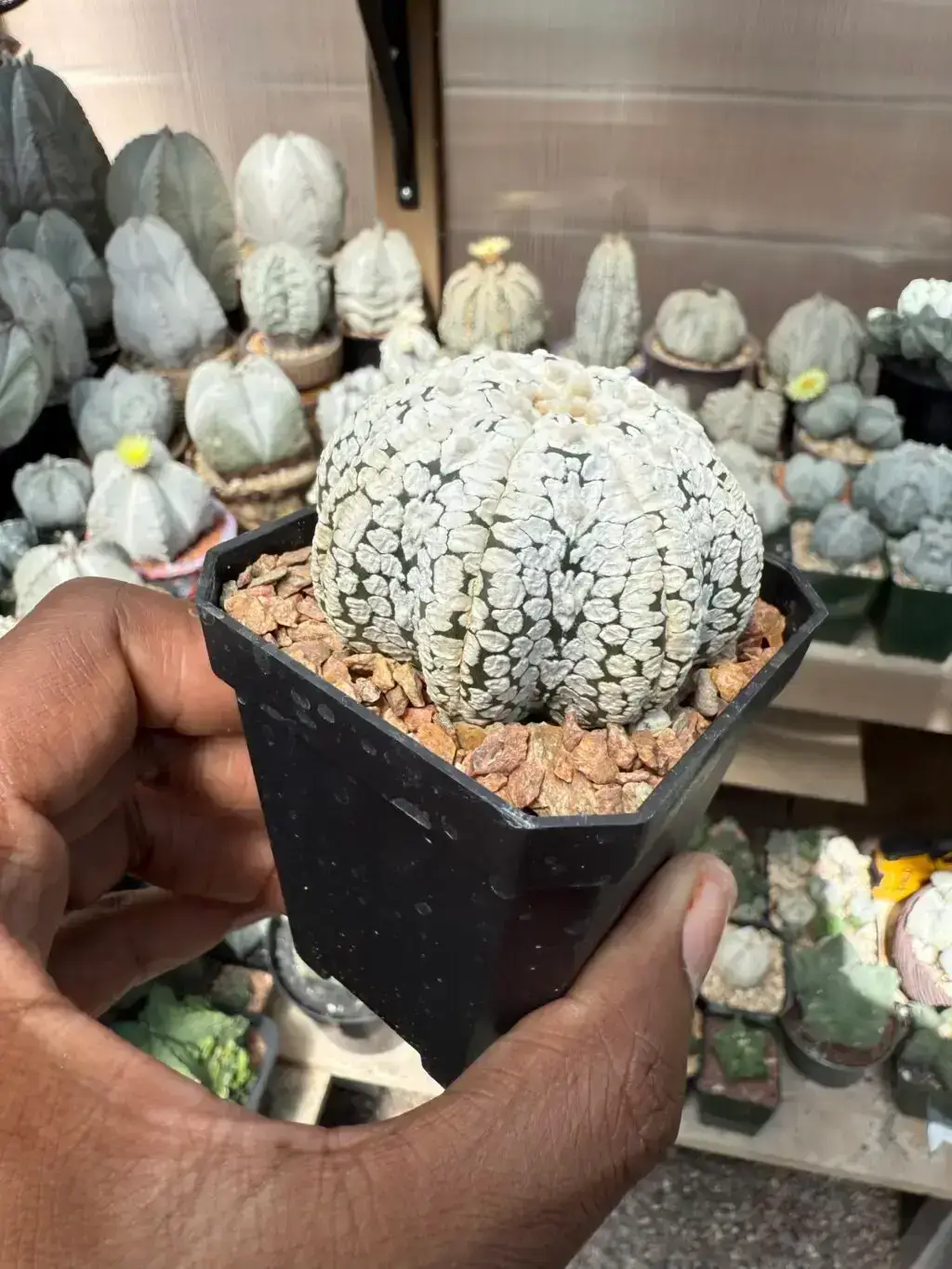 Astrophytum asterias cv. Superkabuto “Snow” Star Shape - Image 3