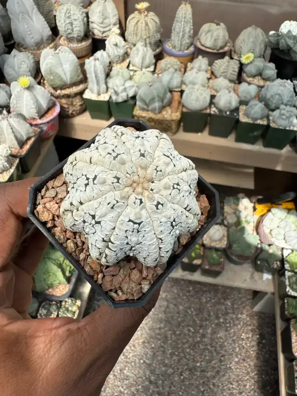 Astrophytum asterias cv. Superkabuto “Snow” Star Shape - Image 4