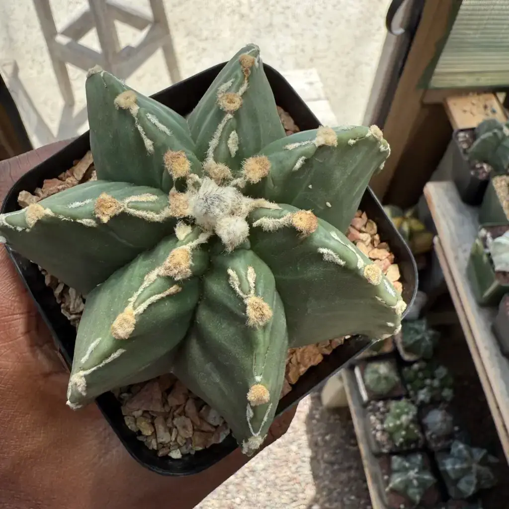 Astrophytum myriostigma cv. Fukuryu Hakujo