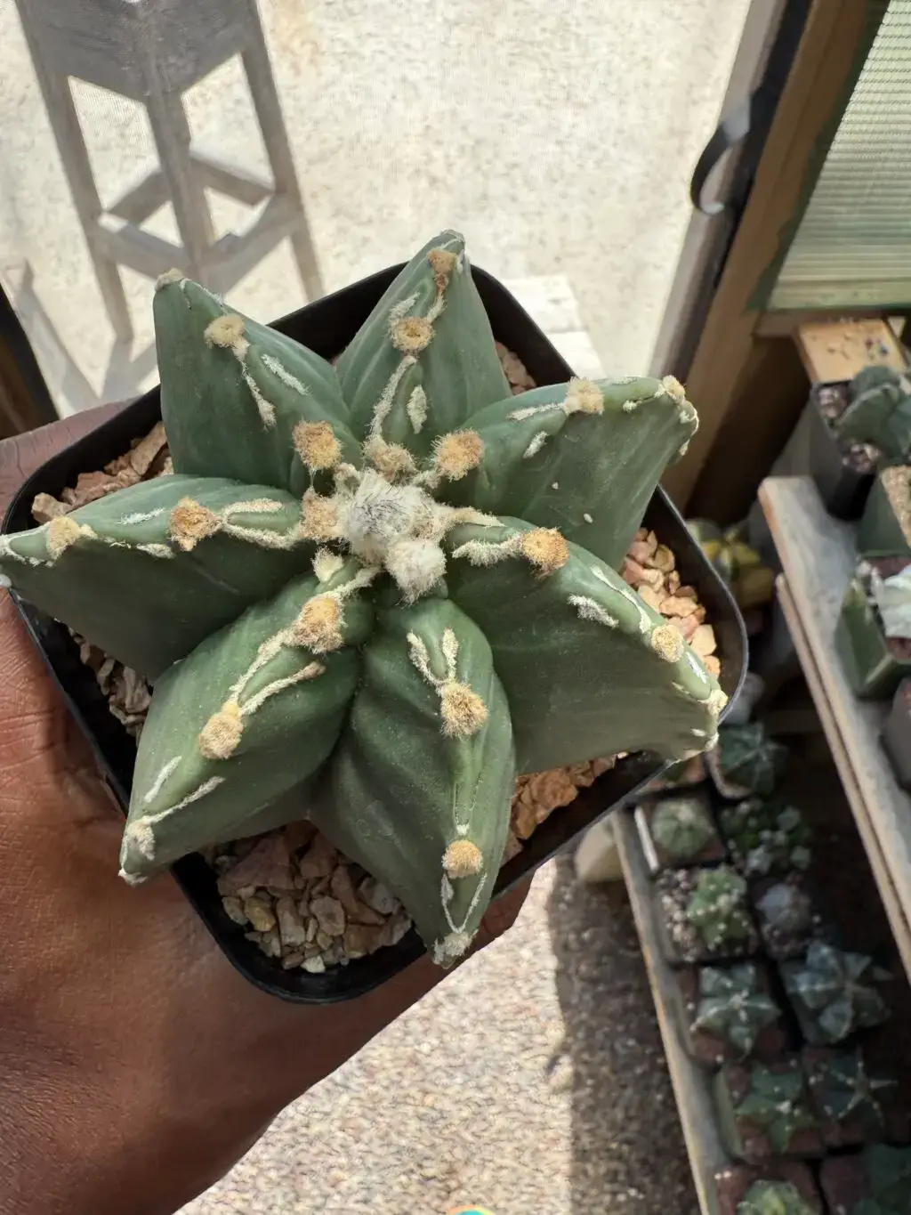 Astrophytum myriostigma cv. Fukuryu Hakujo