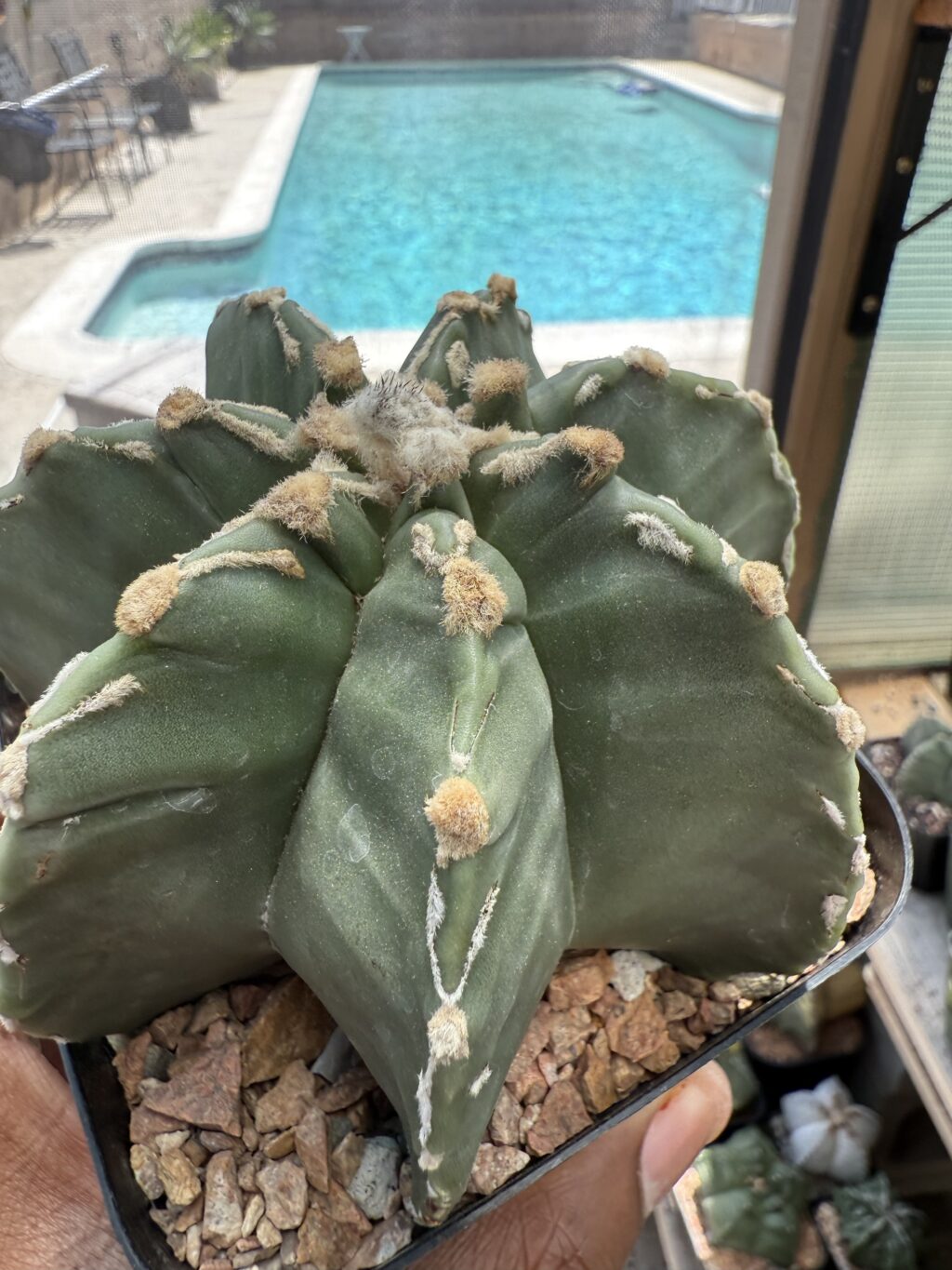 Astrophytum myriostigma cv. Fukuryu Hakujo - Image 2