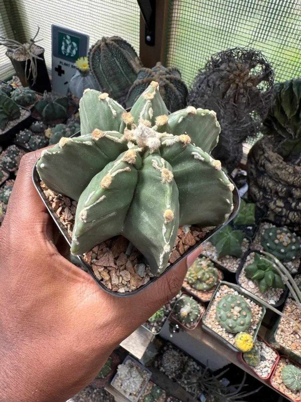 Astrophytum myriostigma cv. Fukuryu Hakujo - Image 3