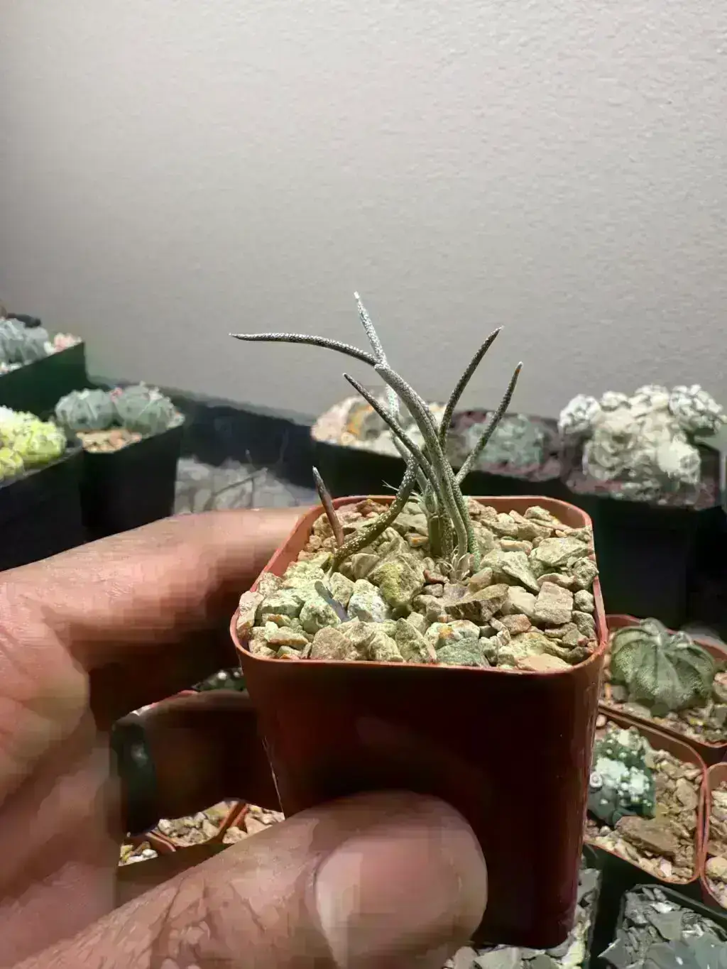 Astrophytum caput-medusae - Image 3