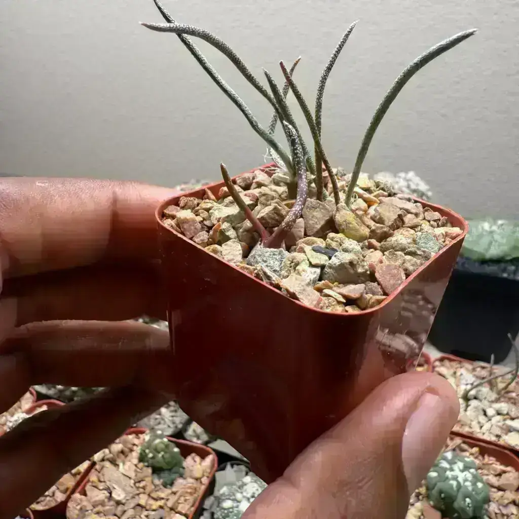 Astrophytum caput-medusae