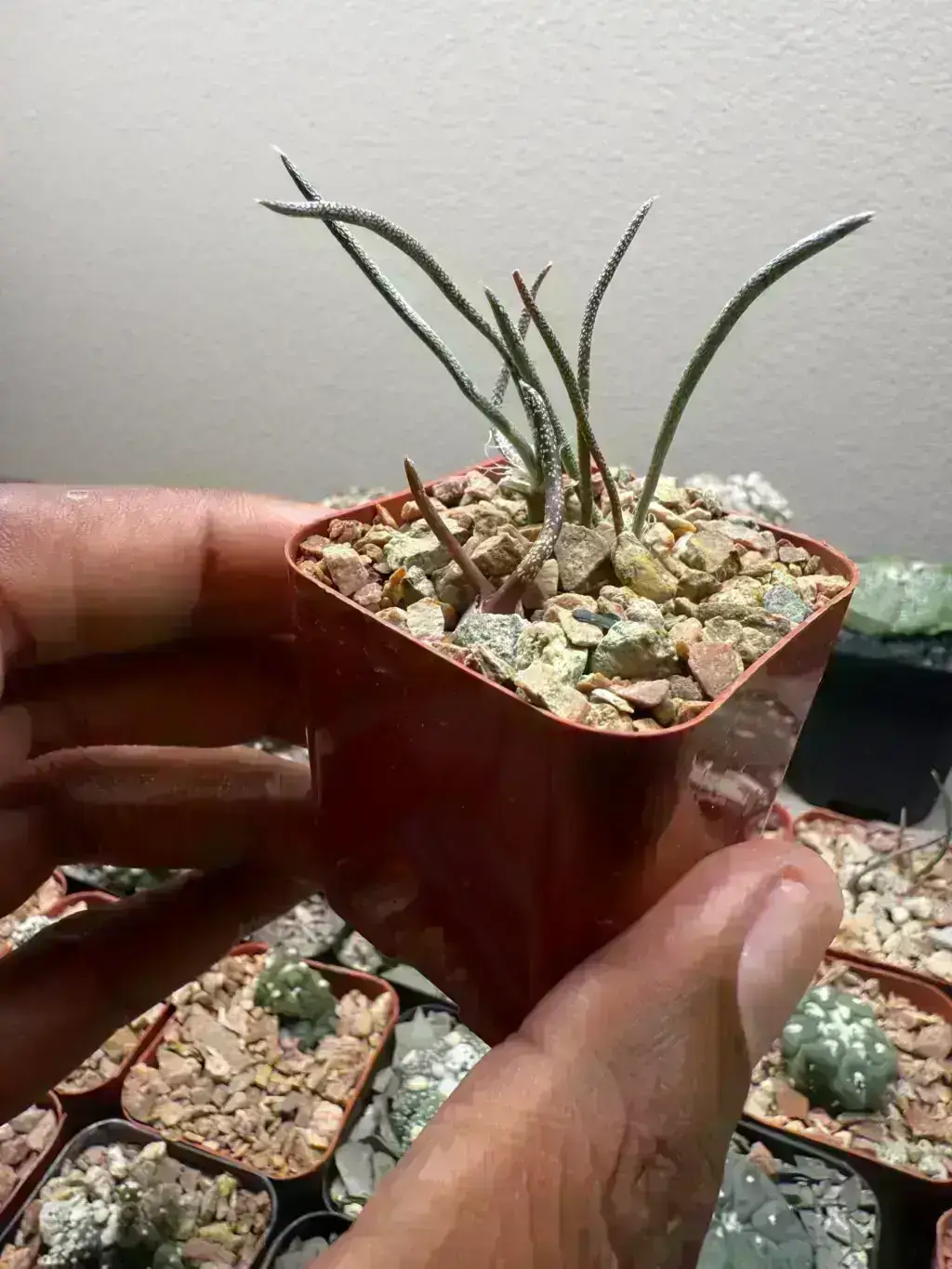 Astrophytum caput-medusae