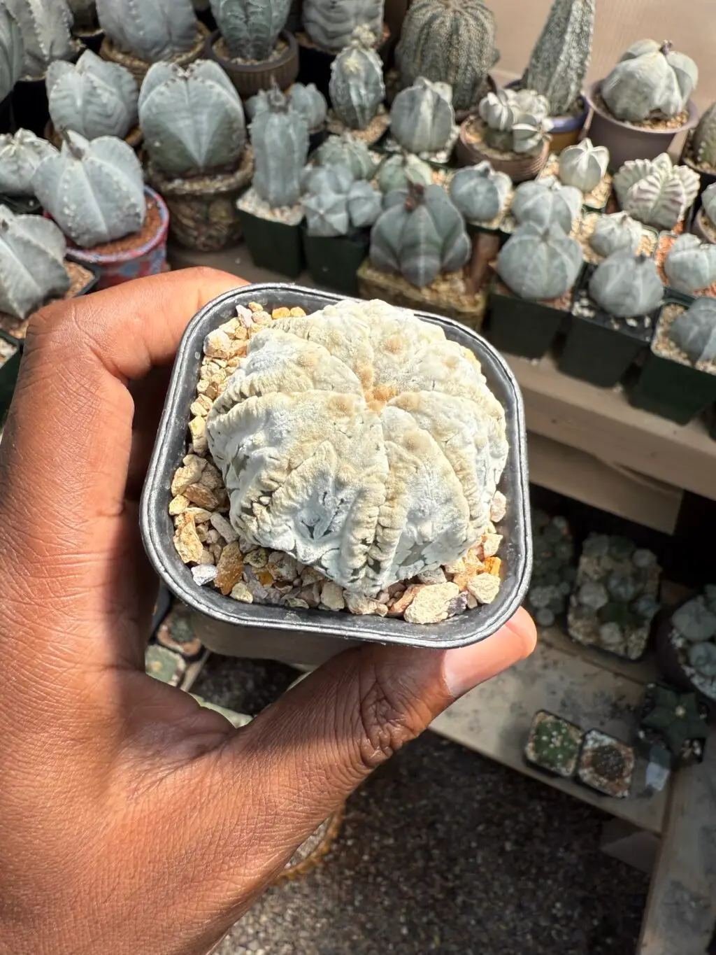 Astrophytum asterias cv. Superkabuto “Snow” - Image 3