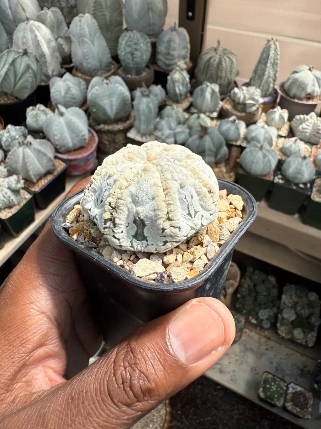 Astrophytum asterias cv. Superkabuto “Snow” - Image 2