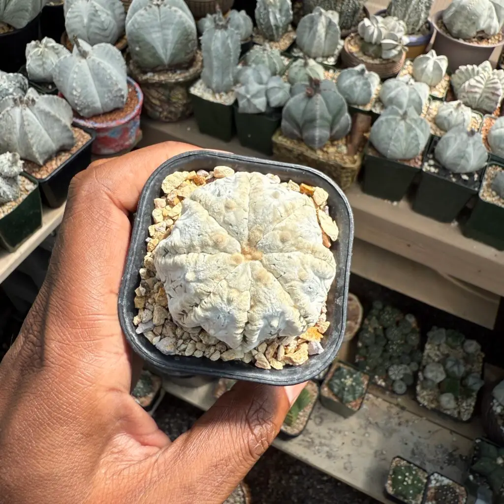 Astrophytum asterias cv. Superkabuto “Snow”