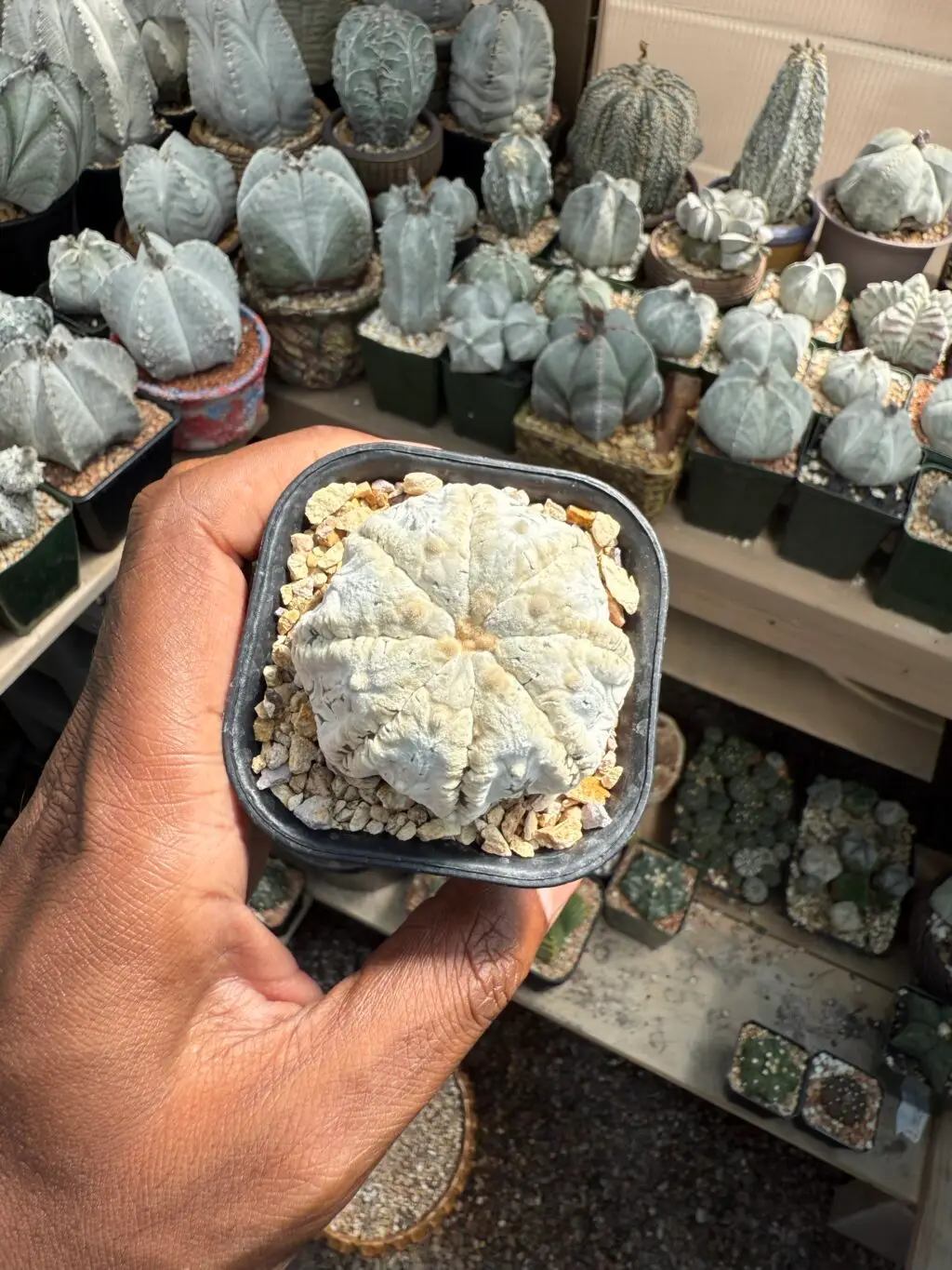 Astrophytum asterias cv. Superkabuto “Snow”