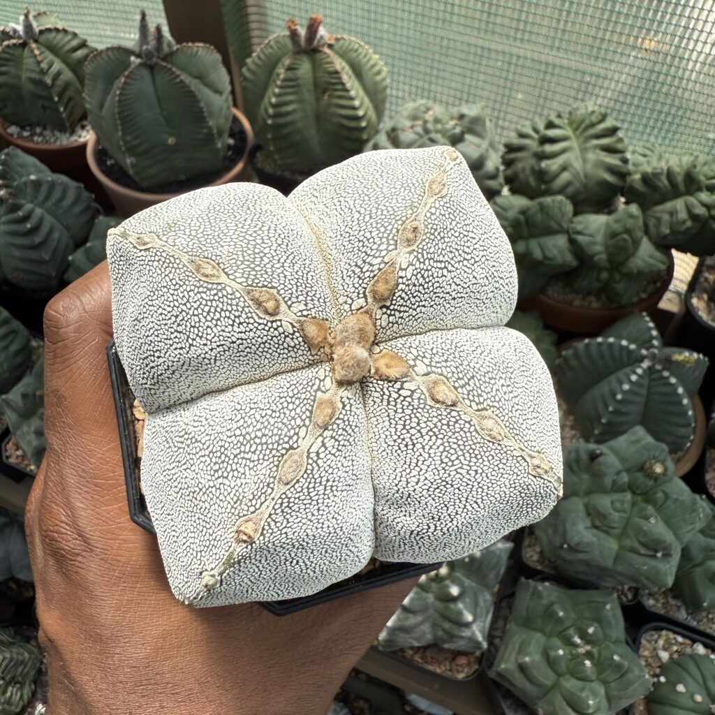 Astrophytum myriostigma Onzuka quadricostatum