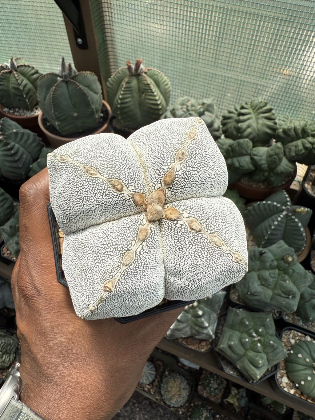 Astrophytum myriostigma Onzuka quadricostatum