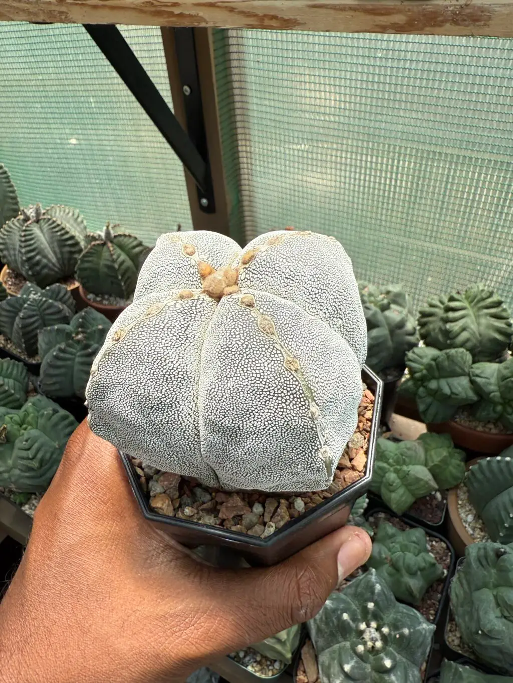 Astrophytum myriostigma Onzuka quadricostatum - Image 3