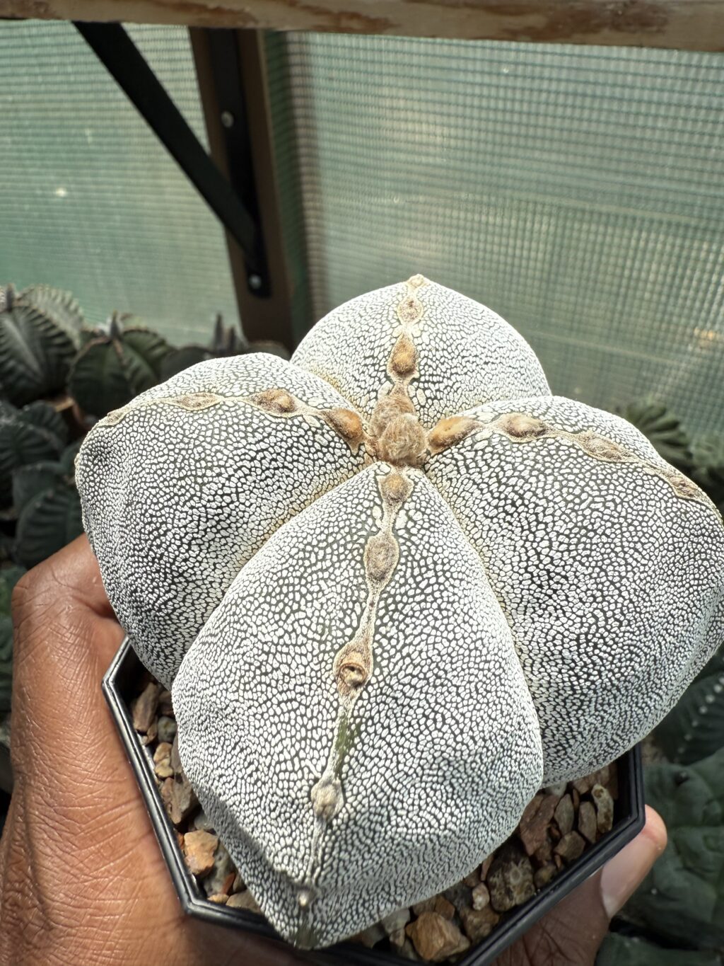 Astrophytum myriostigma Onzuka quadricostatum - Image 2