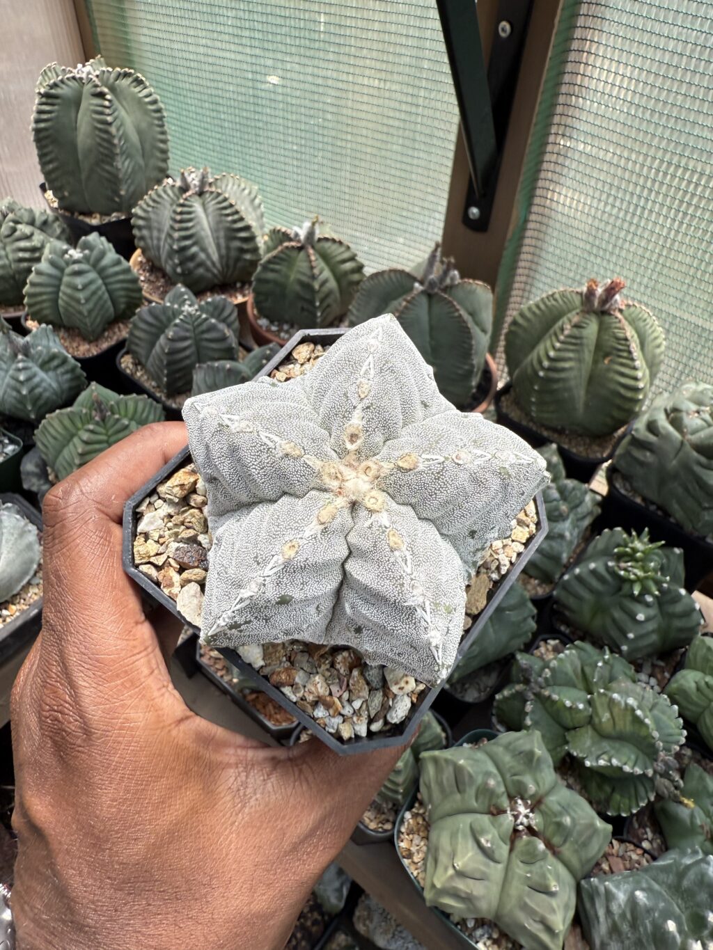 Astrophytum myriostigma Kikko Hakujo