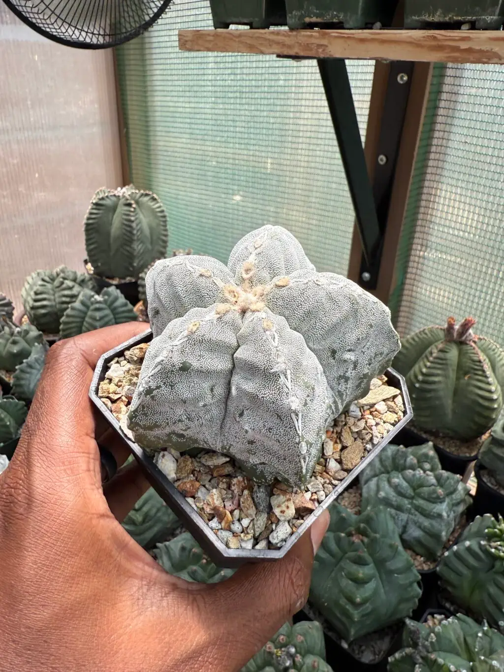 Astrophytum myriostigma Kikko Hakujo - Image 2