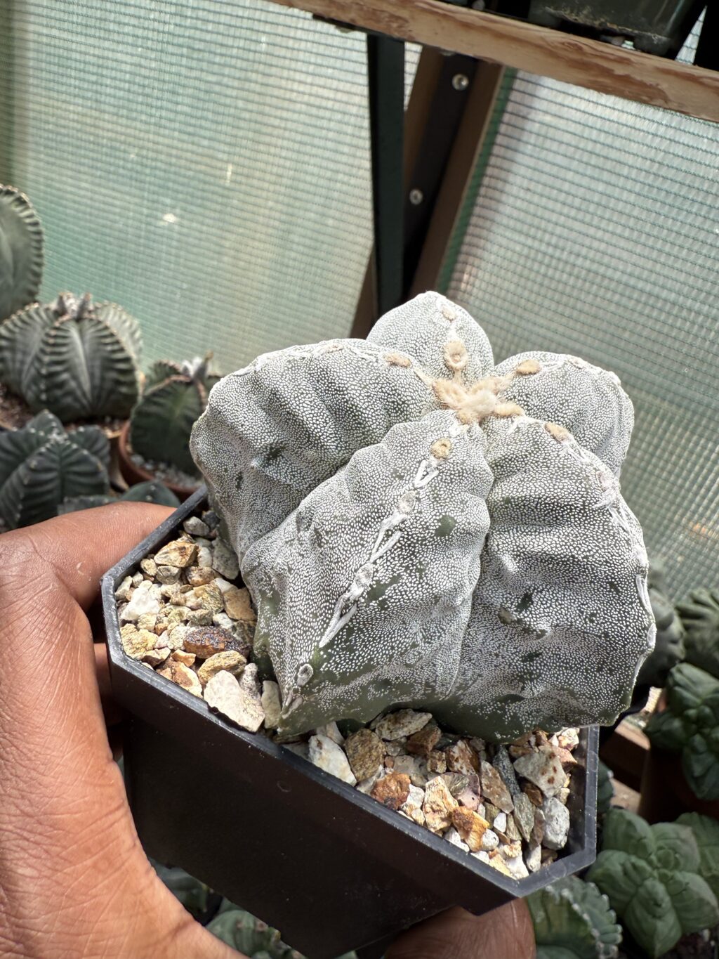 Astrophytum myriostigma Kikko Hakujo - Image 3