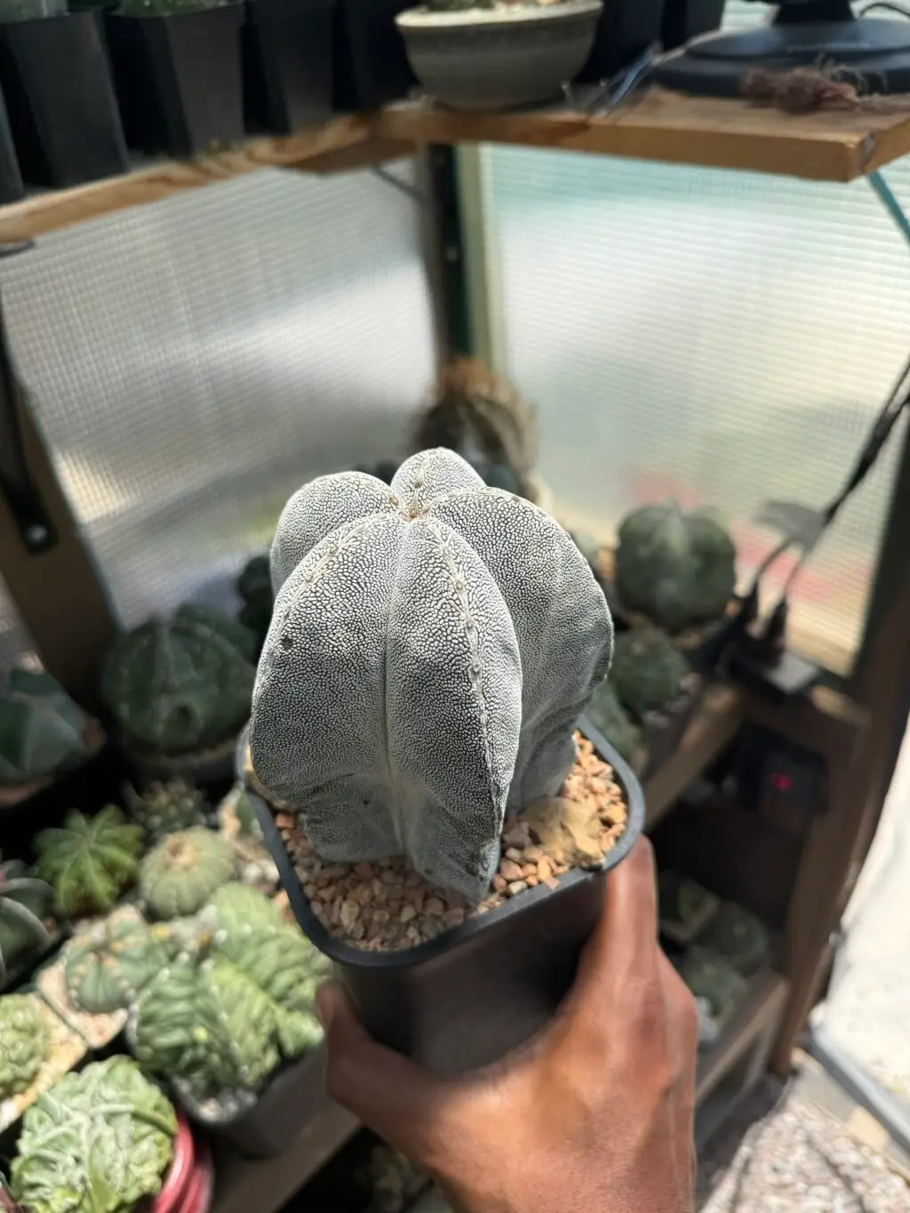 Astrophytum myriostigma cv. Onzuka V-Type - Image 3