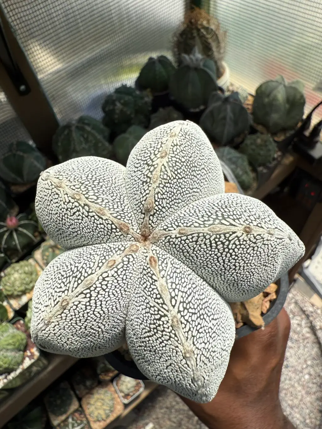 Astrophytum myriostigma cv. Onzuka V-Type - Image 2