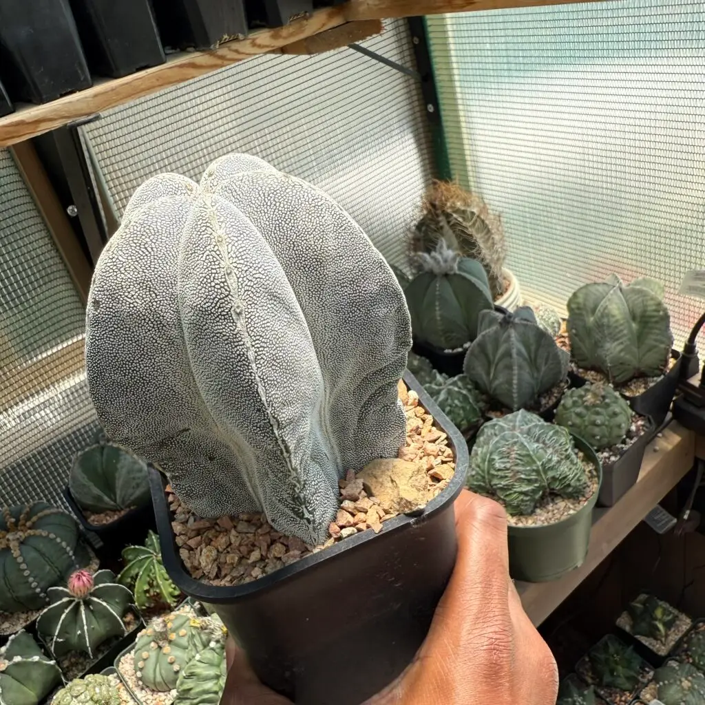 Astrophytum myriostigma cv. Onzuka V-Type