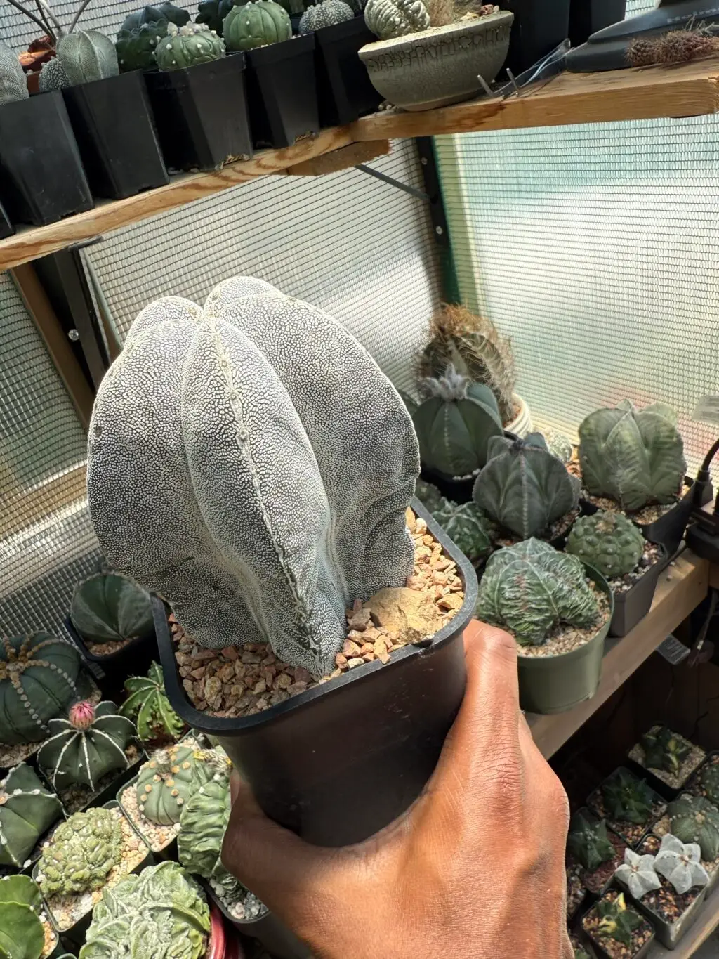 Astrophytum myriostigma cv. Onzuka V-Type