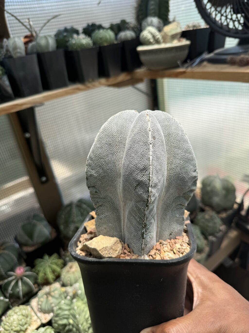 Astrophytum myriostigma cv. Onzuka V-Type - Image 4