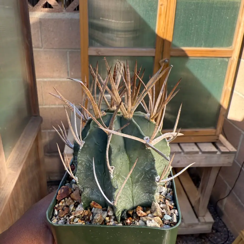 Astrophytum capricorne cv. Taiho-Gyoku Buffalo