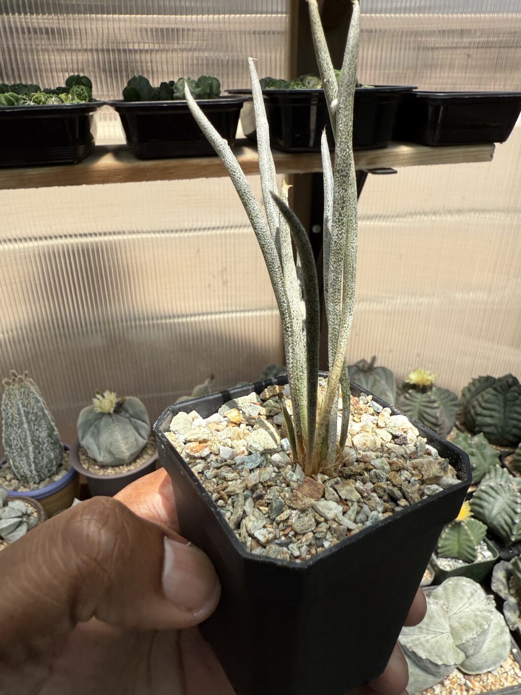 Astrophytum caput-medusae - Image 3