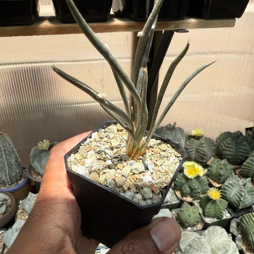 Astrophytum caput-medusae